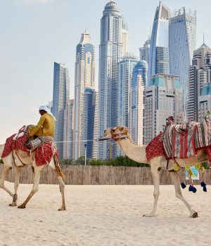Dubai, UAE, November 2019 an Arab man sits on a camel on the beach in Dubai, travel